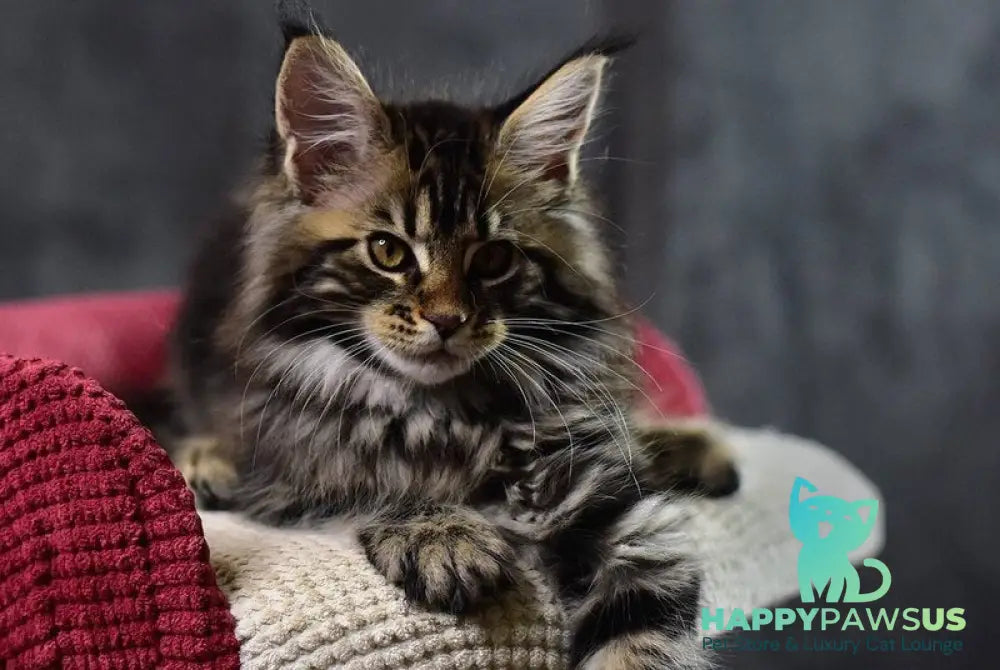 Calypso Maine Coon male black tabby - live animals