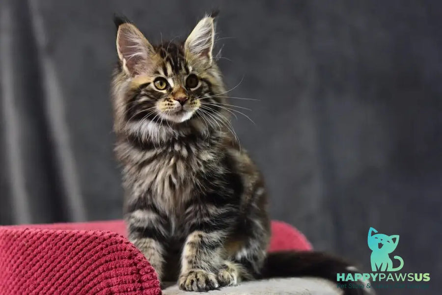 Calypso Maine Coon male black tabby - live animals