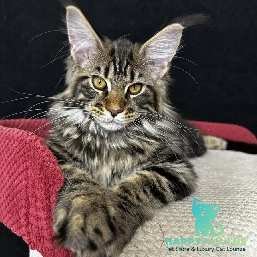Calypso Maine Coon male black tabby - live animals