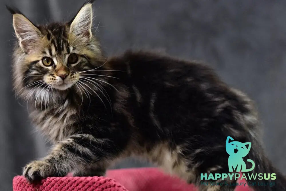 Calypso Maine Coon male black tabby - live animals