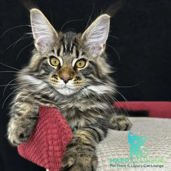 Calypso Maine Coon male black tabby - live animals