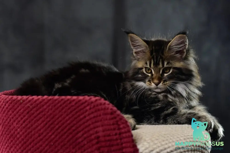 Calypso Maine Coon male black tabby - live animals