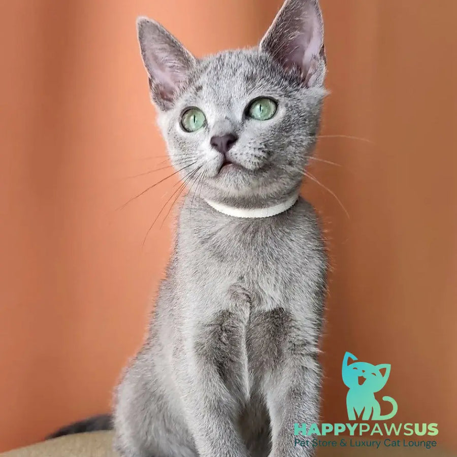 Calypso Russian Blue female blue - live animals