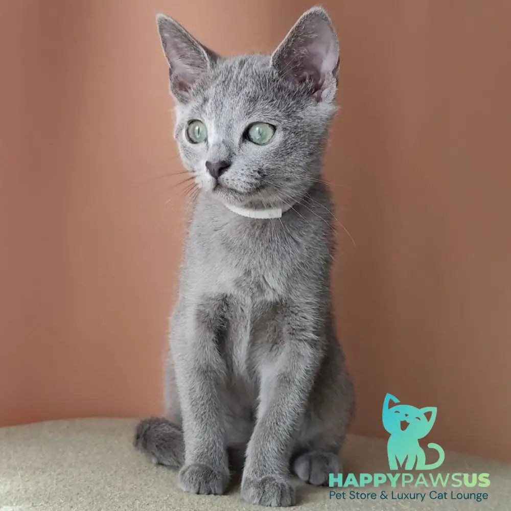 Calypso Russian Blue female blue - live animals
