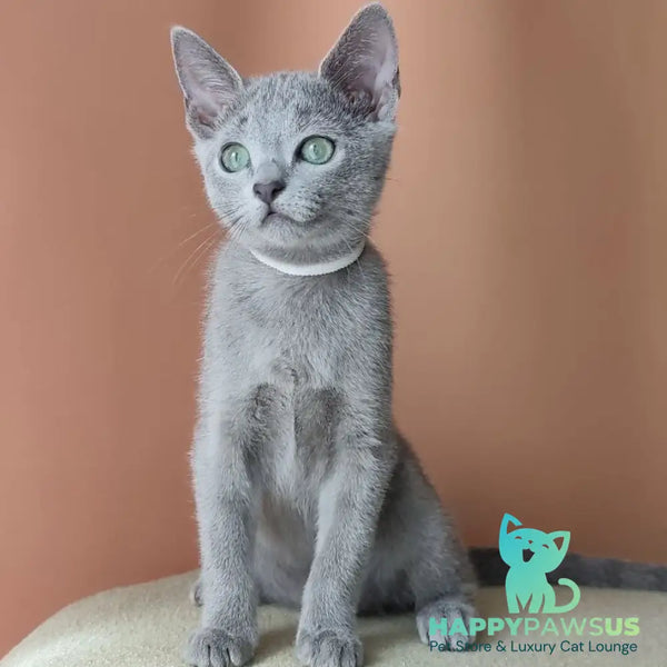 Calypso Russian Blue female blue - live animals