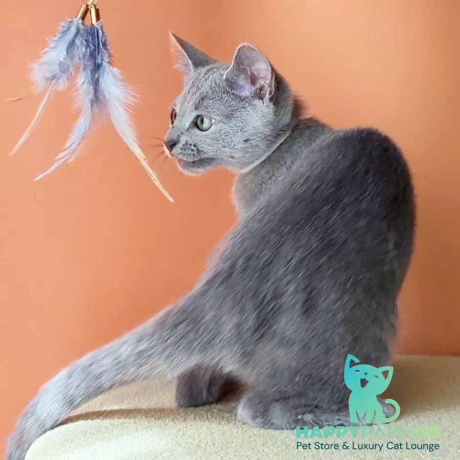 Calypso Russian Blue female blue - live animals