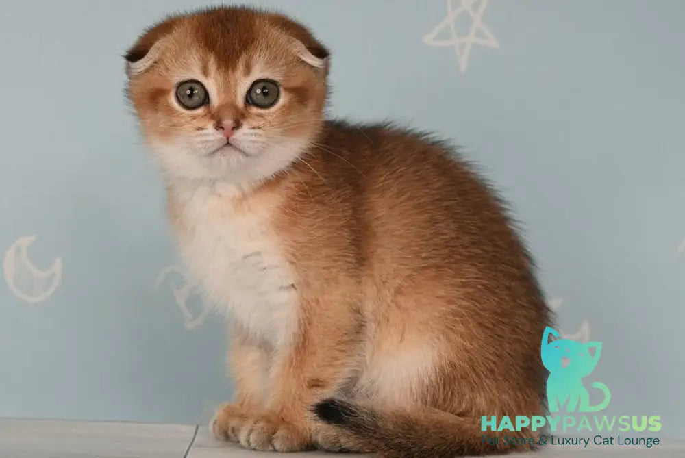 Calypso Scottish Fold female black golden ticked tabby - live animals