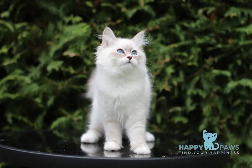 Calypso Siberian male blue tabby pointed with white live animals