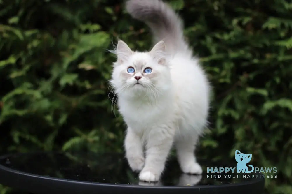 Calypso Siberian male blue tabby pointed with white live animals