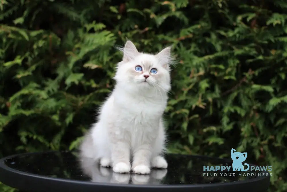 Calypso Siberian male blue tabby pointed with white live animals