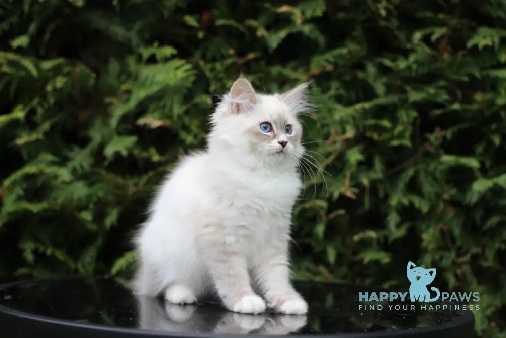 Calypso Siberian male blue tabby pointed with white live animals