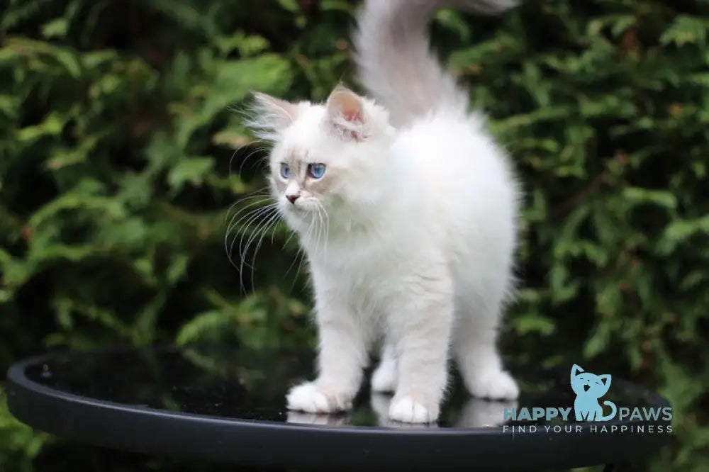 Calypso Siberian male blue tabby pointed with white live animals