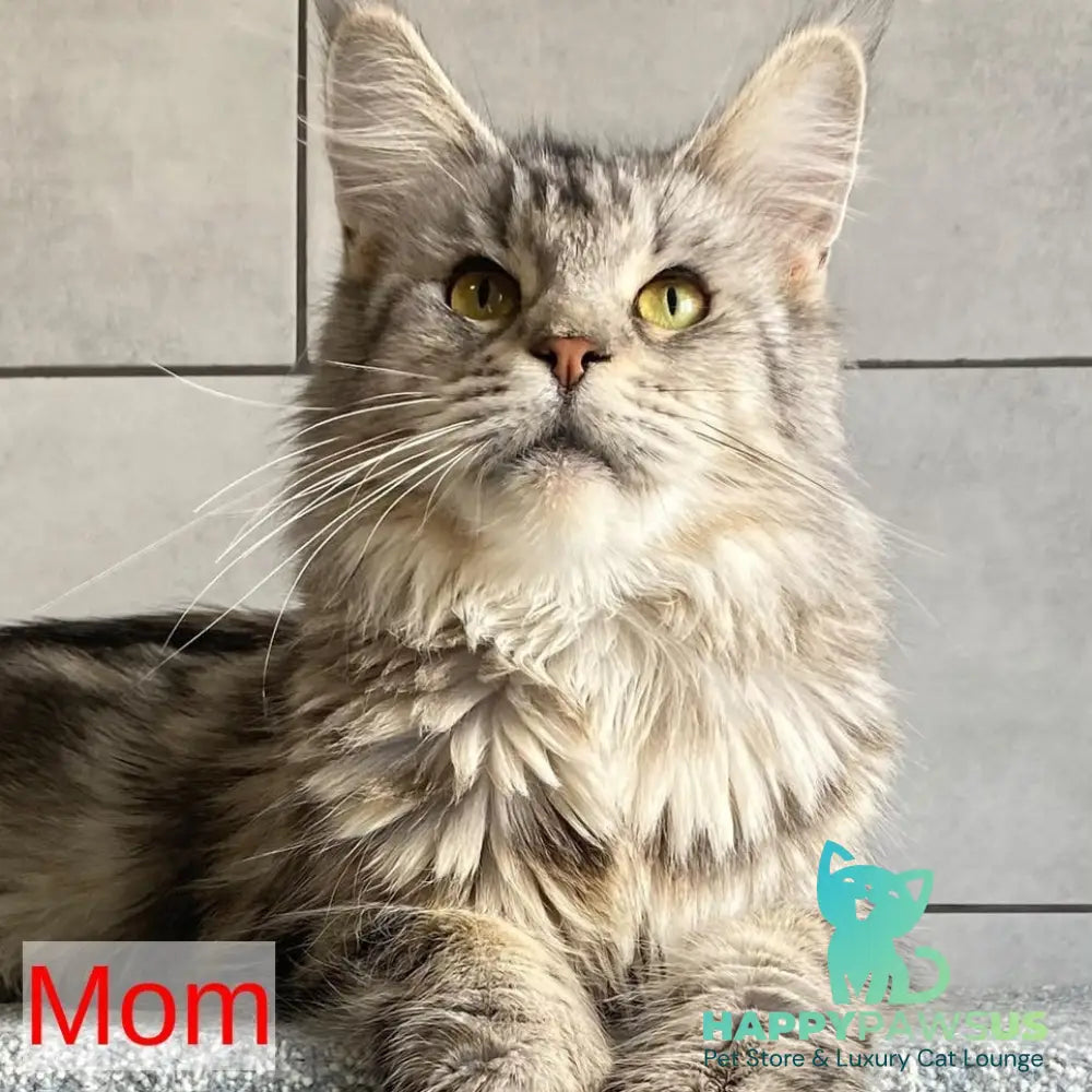 Cambridge Maine Coon male black silver tabby - live animals