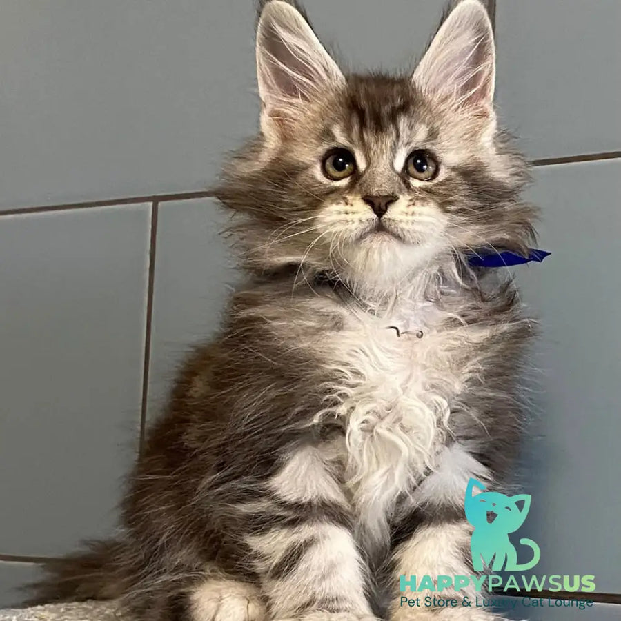 Cambridge Maine Coon male black silver tabby - live animals