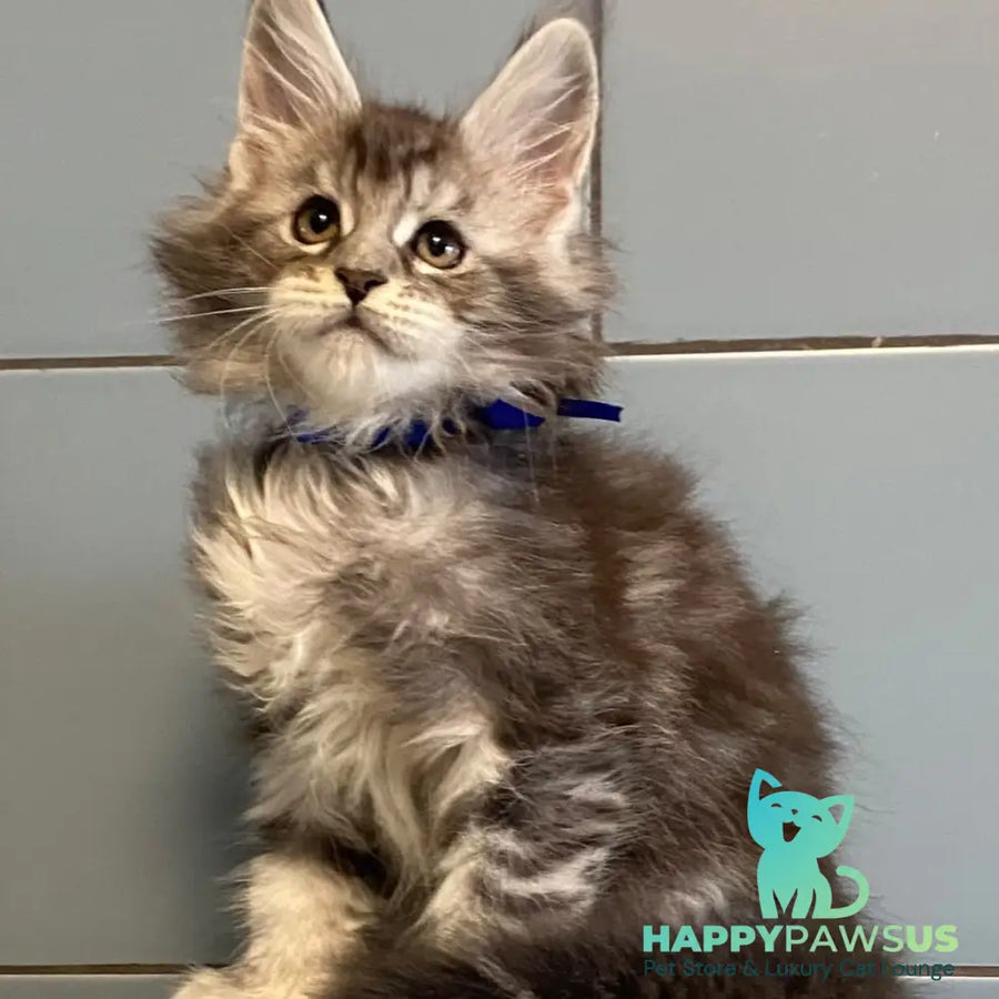 Cambridge Maine Coon male black silver tabby - live animals