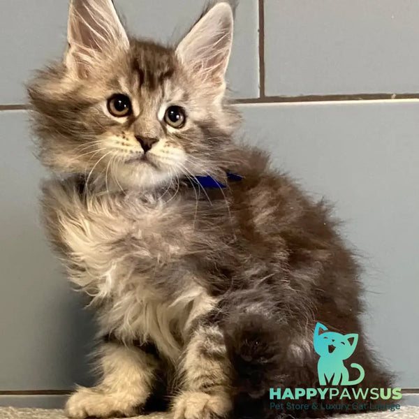 Cambridge Maine Coon male black silver tabby - live animals