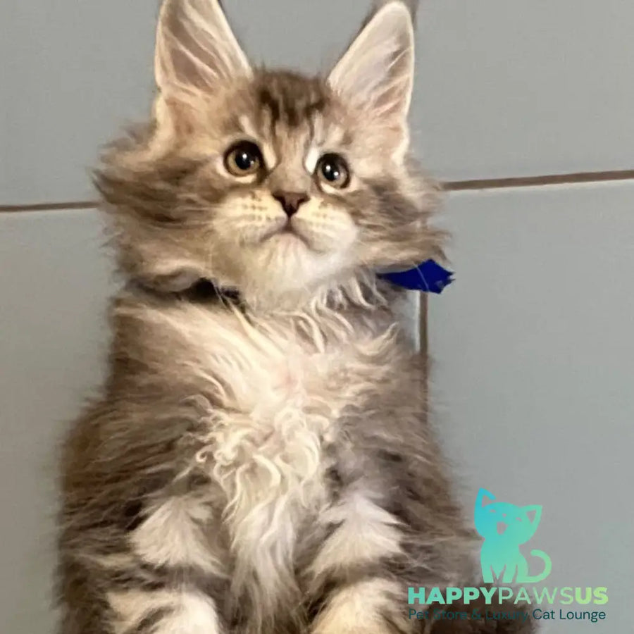 Cambridge Maine Coon male black silver tabby - live animals