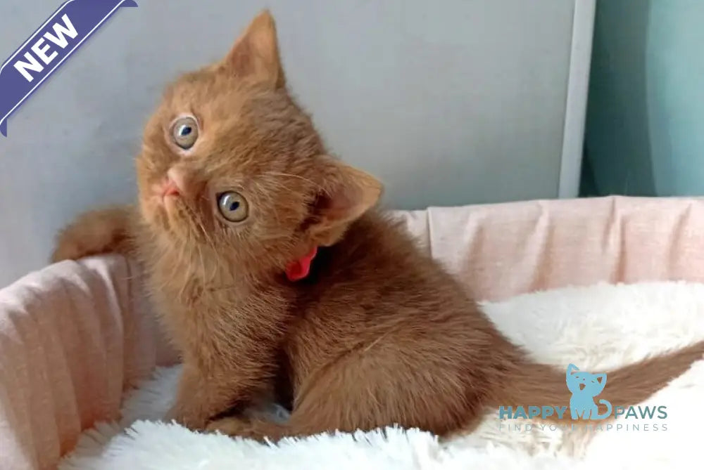 Camelia British Shorthair female cinnamon live animals