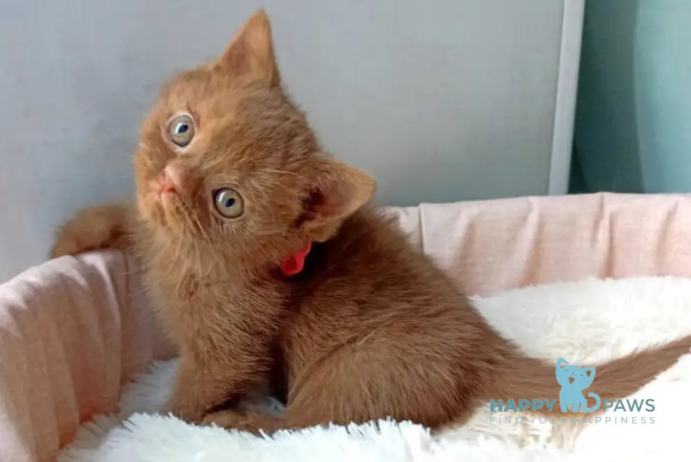 Camelia British Shorthair female cinnamon live animals