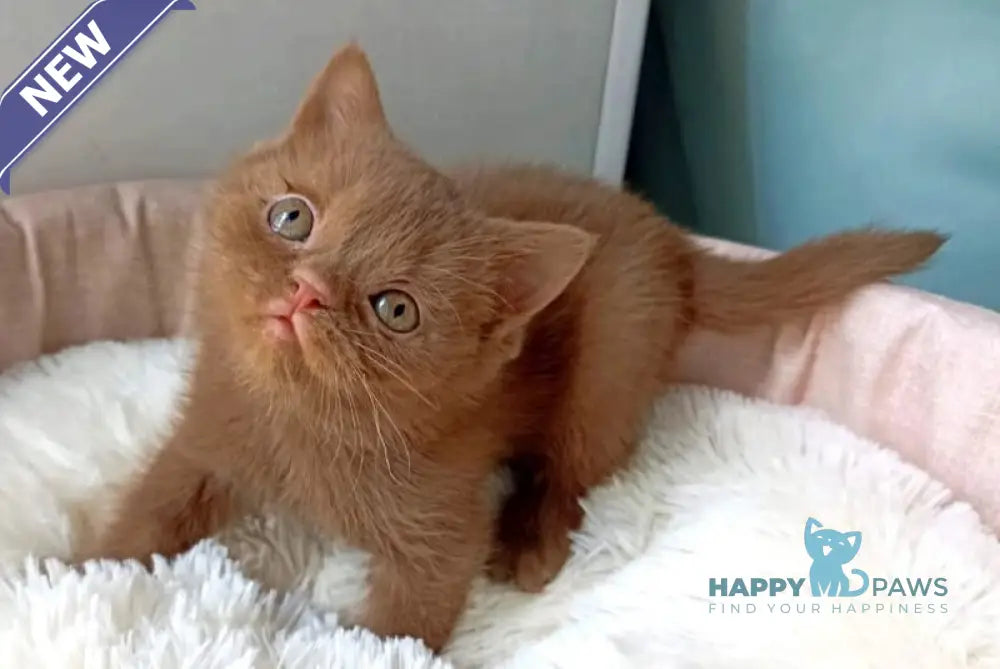 Camelia British Shorthair female cinnamon live animals