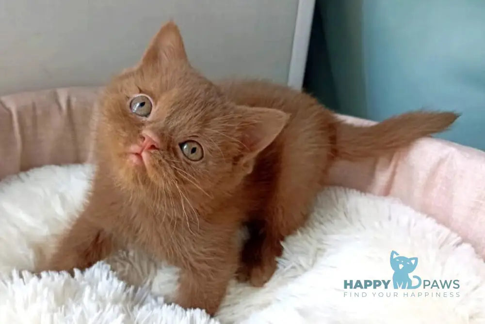 Camelia British Shorthair female cinnamon live animals