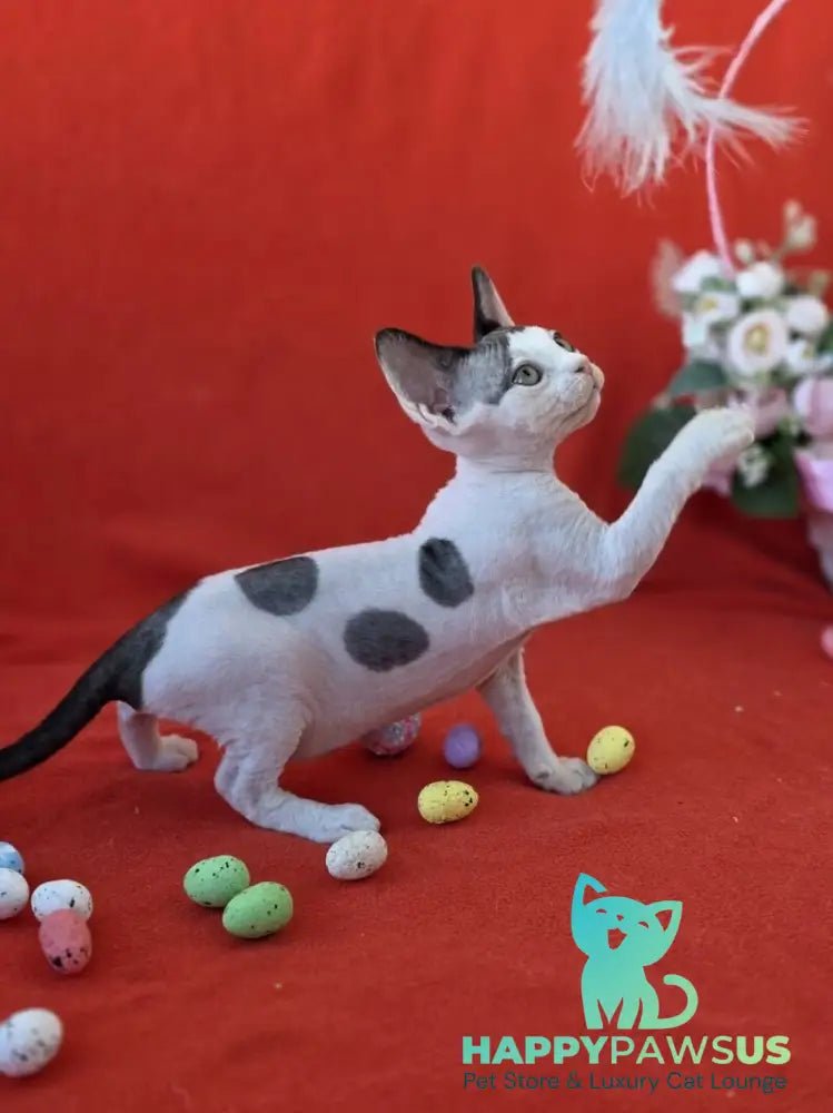 Camelia Devon Rex female black harlequin - live animals