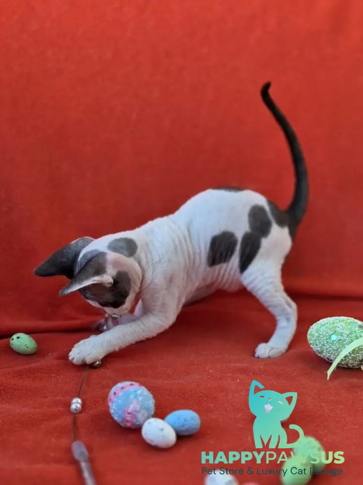 Camelia Devon Rex female black harlequin - live animals