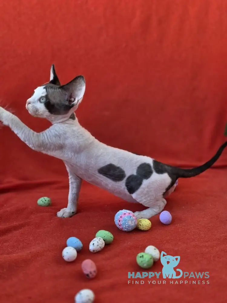 Camelia Devon Rex female black harlequin - live animals