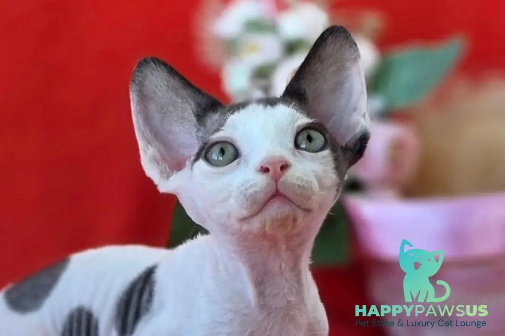 Camelia Devon Rex female black harlequin - live animals