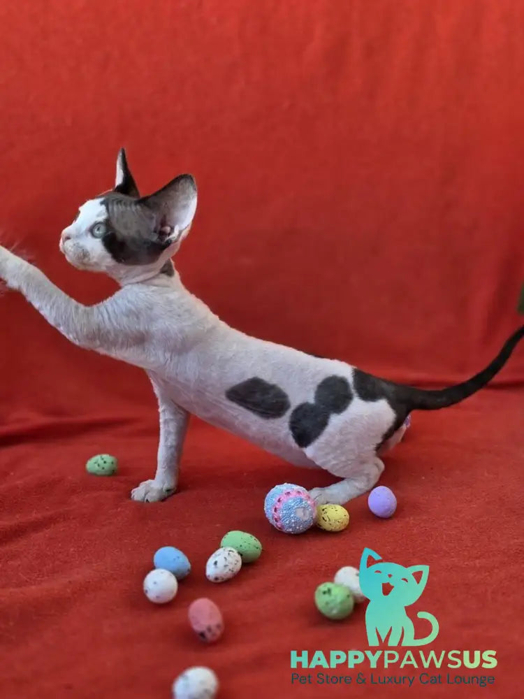 Camelia Devon Rex female black harlequin - live animals