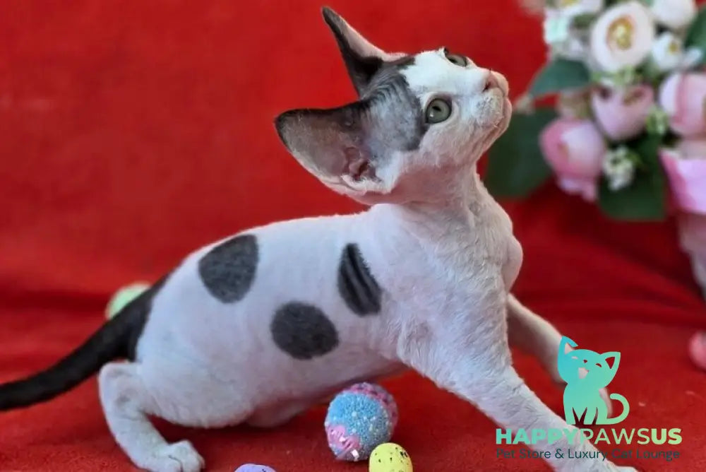Camelia Devon Rex female black harlequin - live animals
