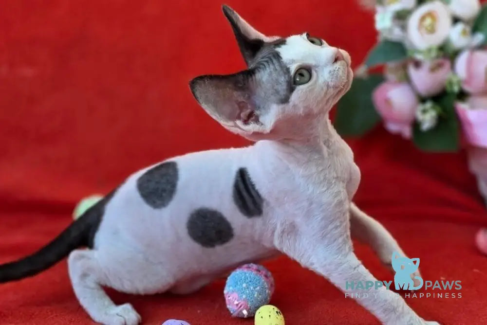 Camelia Devon Rex female black harlequin - live animals