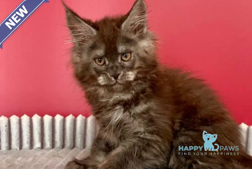 Camelia Maine Coon female black smoke live animals