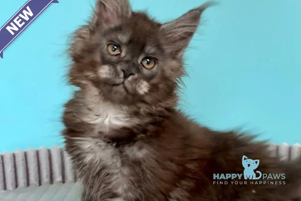 Camelia Maine Coon female black smoke live animals