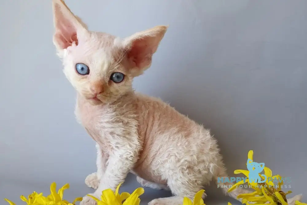 Camelot Devon Rex male red pointed live animals
