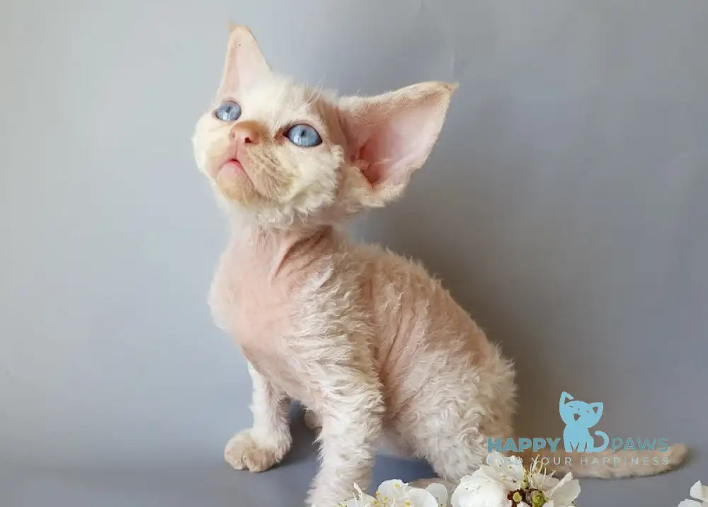 Camelot Devon Rex male red pointed live animals