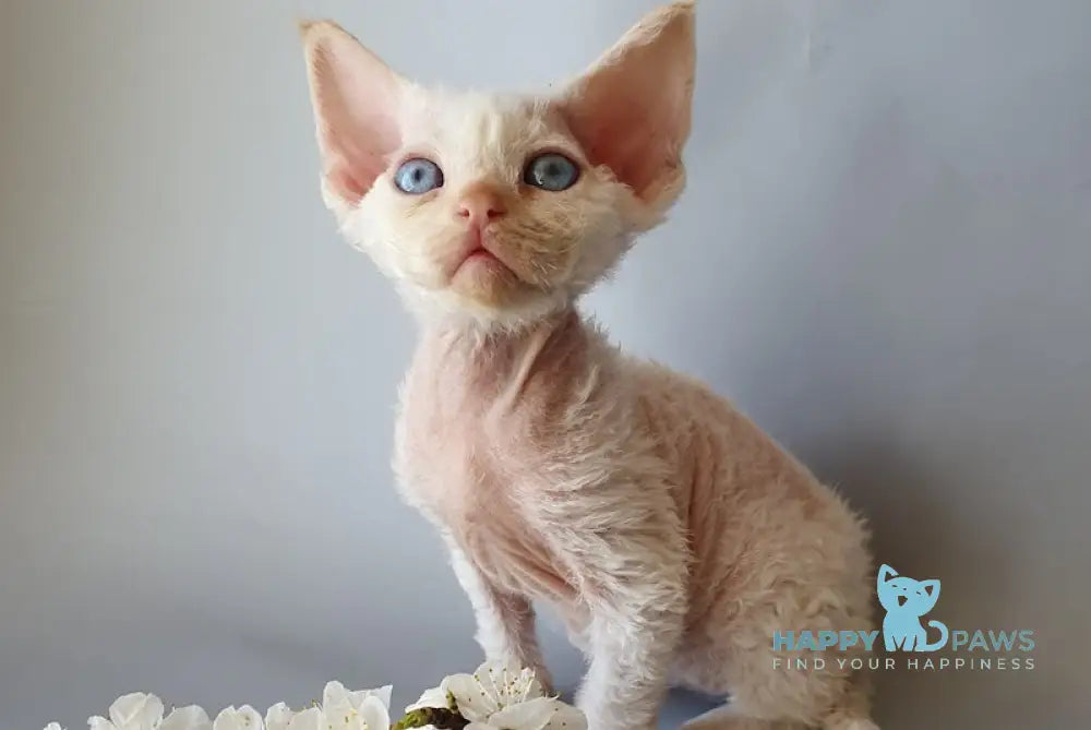 Camelot Devon Rex male red pointed live animals