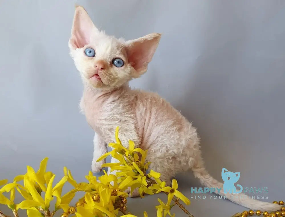 Camelot Devon Rex male red pointed live animals