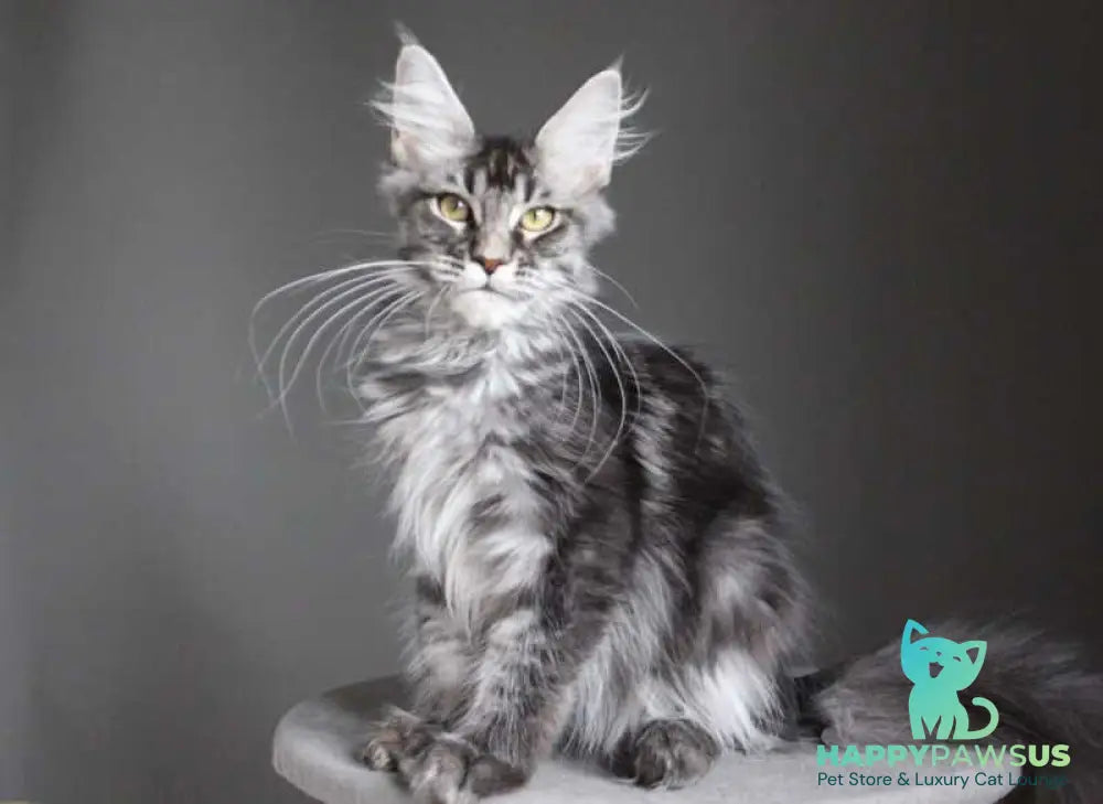 Cameron Maine Coon male black silver tabby - live animals