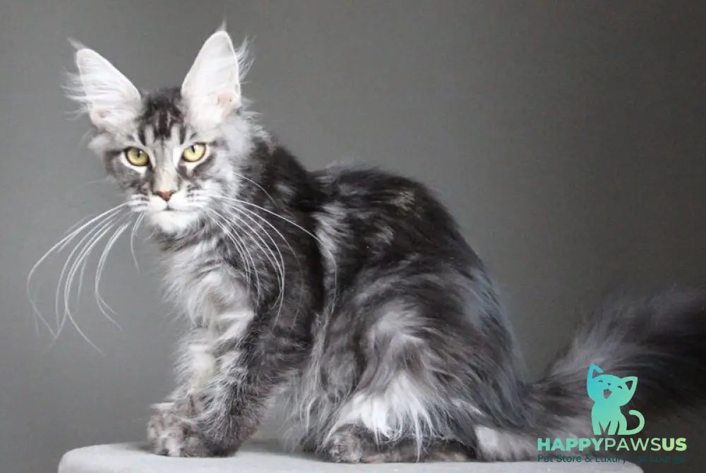 Cameron Maine Coon male black silver tabby - live animals
