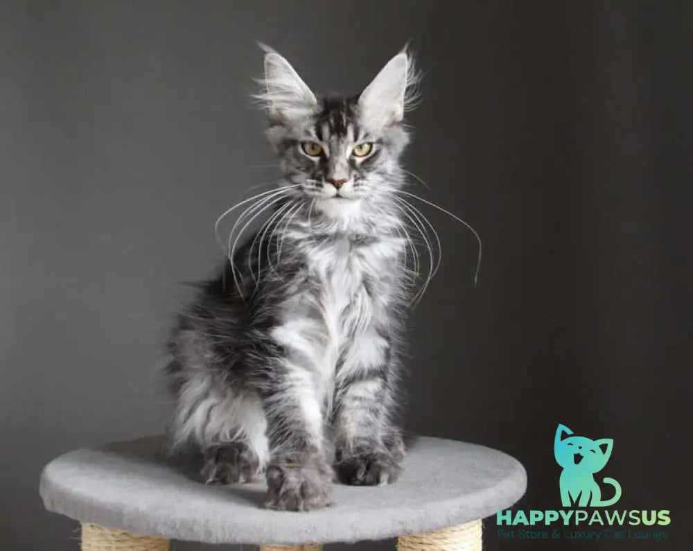 Cameron Maine Coon male black silver tabby - live animals