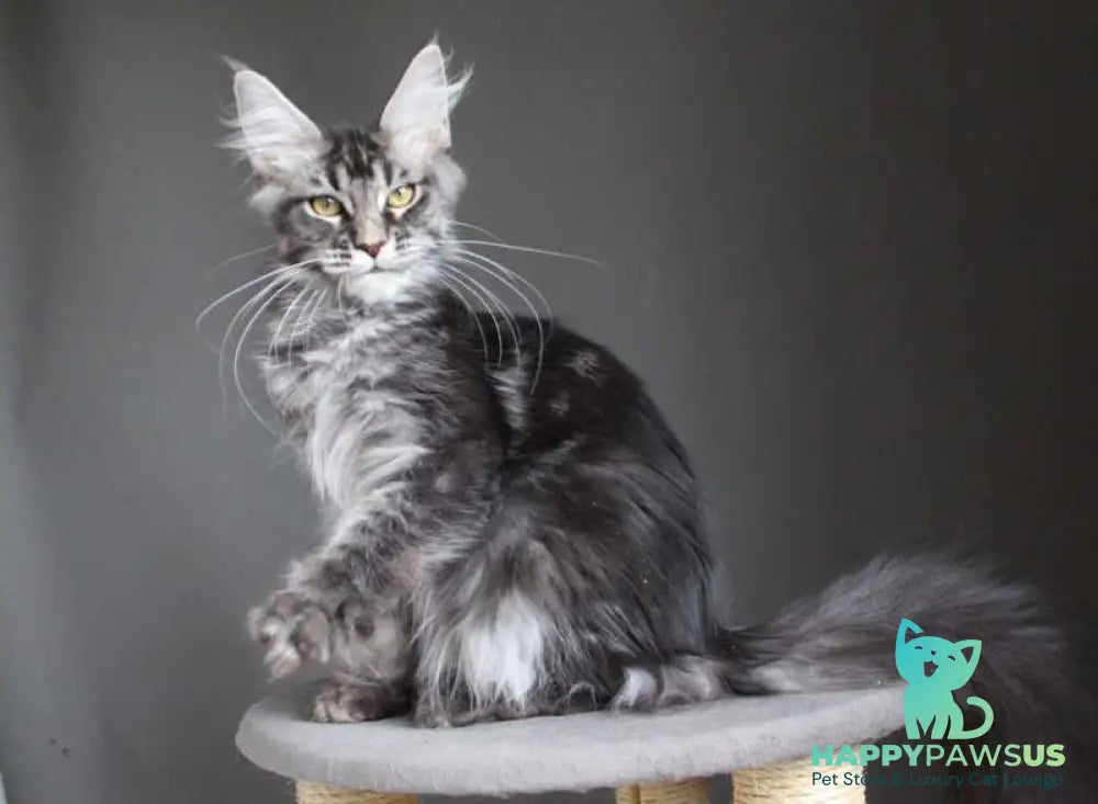 Cameron Maine Coon male black silver tabby - live animals