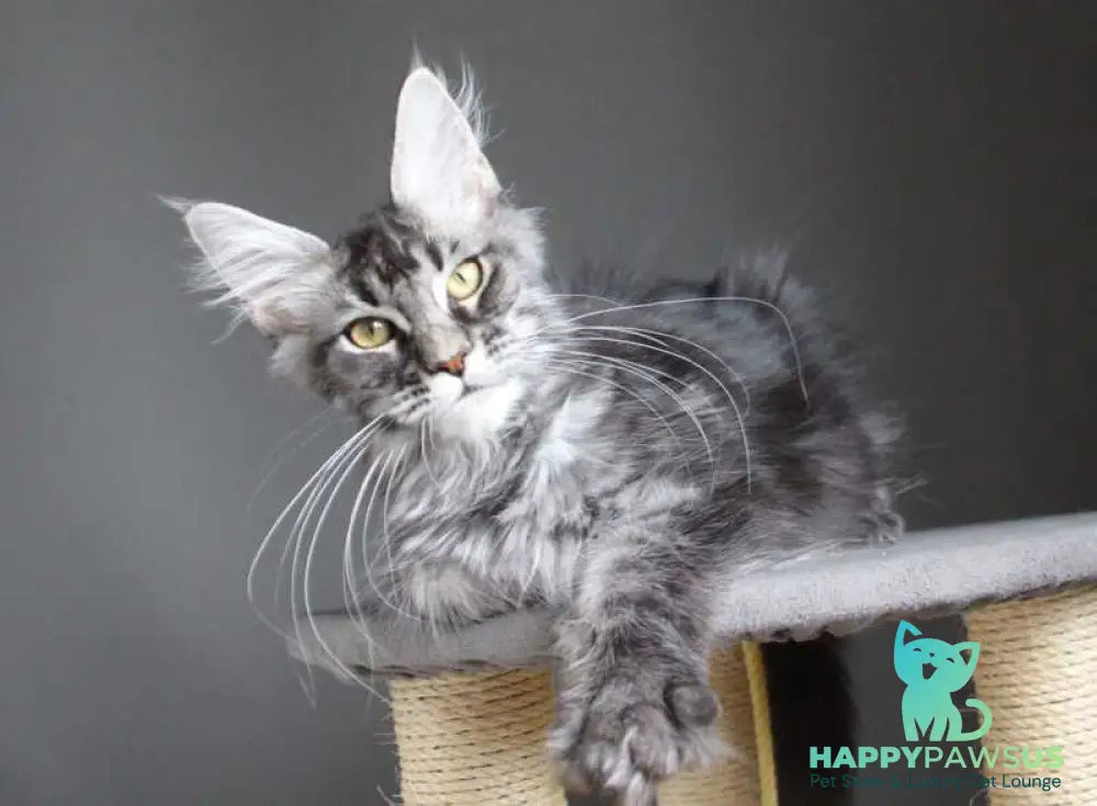Cameron Maine Coon male black silver tabby - live animals
