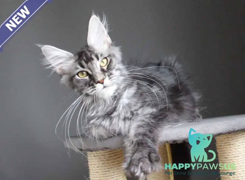 Cameron Maine Coon male black silver tabby - live animals