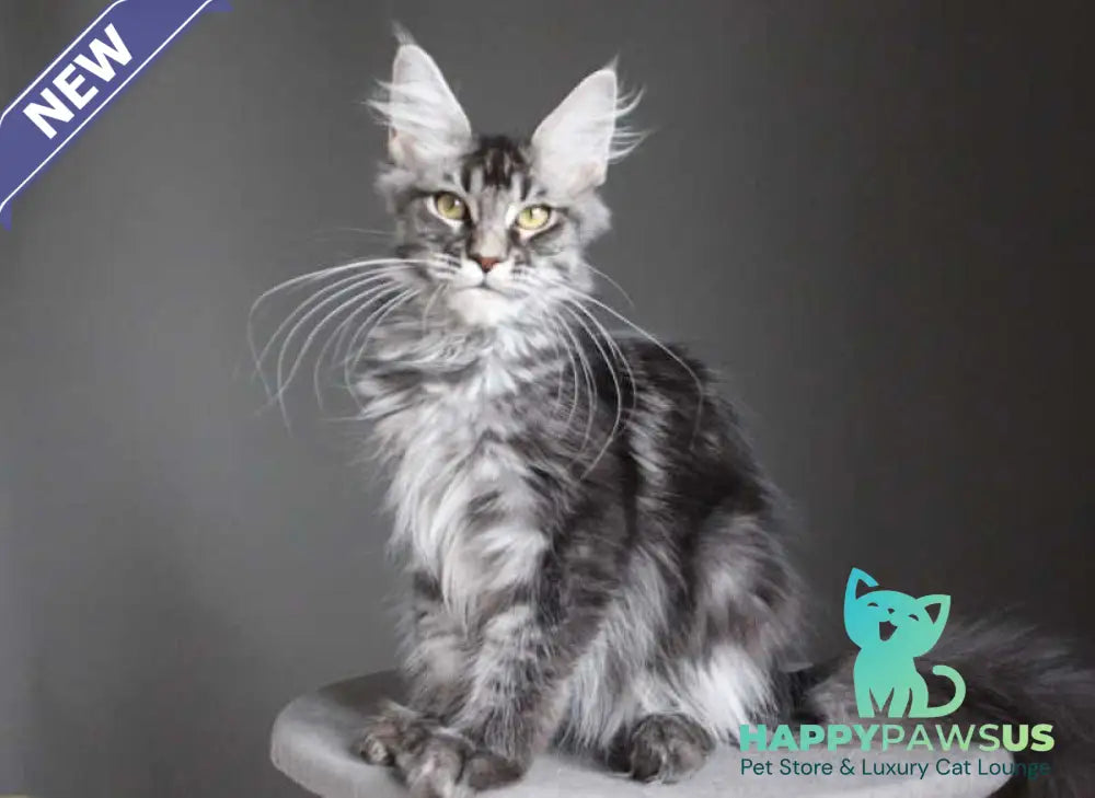 Cameron Maine Coon male black silver tabby - live animals