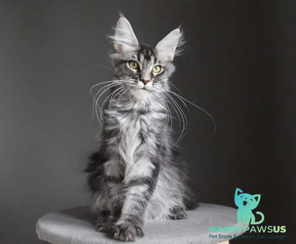 Cameron Maine Coon male black silver tabby - live animals