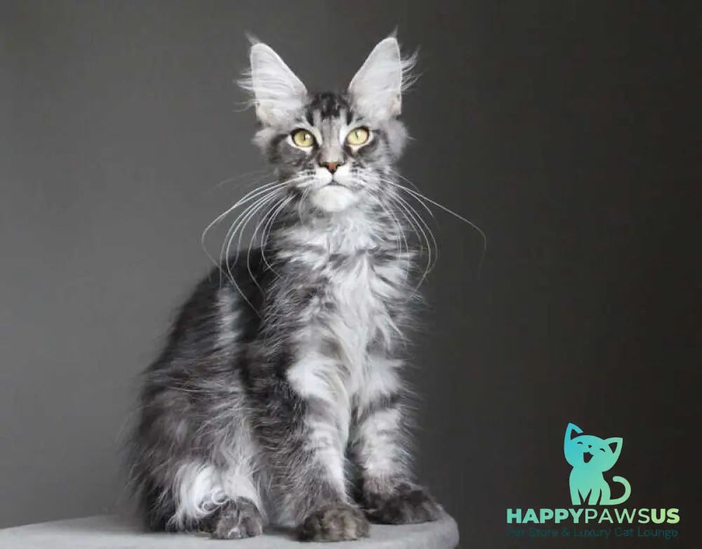 Cameron Maine Coon male black silver tabby - live animals