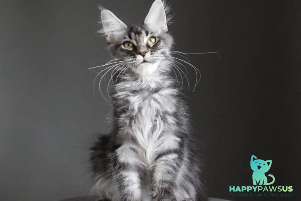 Cameron Maine Coon male black silver tabby - live animals