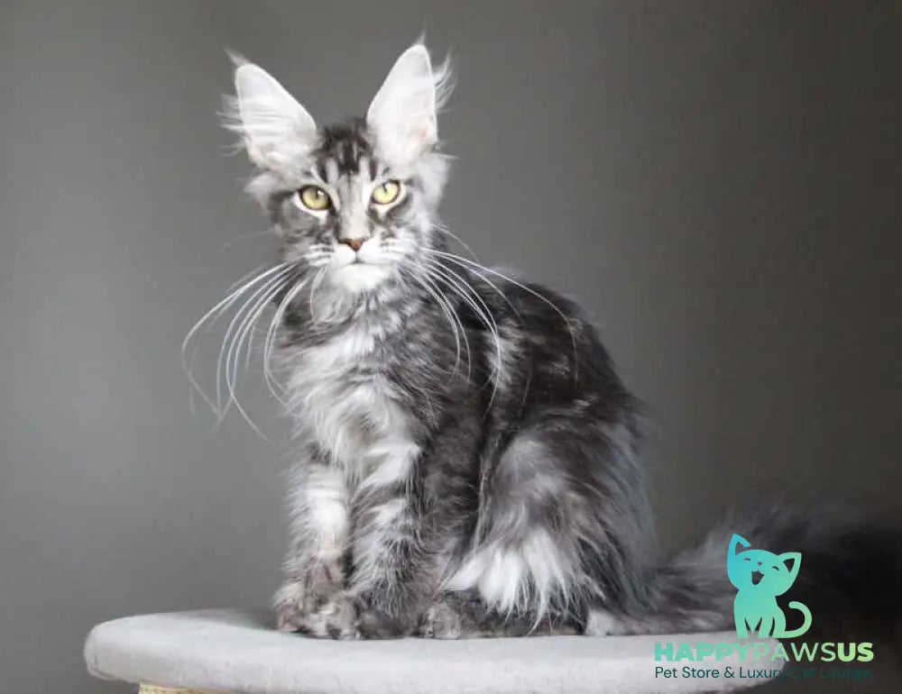 Cameron Maine Coon male black silver tabby - live animals