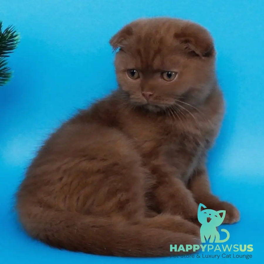 Cameron Scottish Fold male cinnamon - live animals